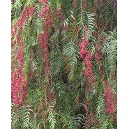 Faux poivrier, poivre rose 15 l 180-200 cm