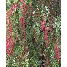 Faux poivrier, poivre rose 15 l 180-200 cm