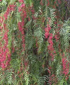 Faux poivrier, poivre rose 15 l 180-200 cm