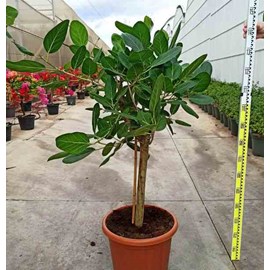 Ficus benghalensis 'audrey' 25 l 160-180 cm