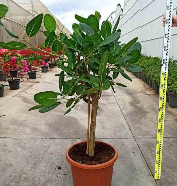 Ficus benghalensis 'audrey' 25 l 160-180 cm