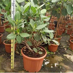 Ficus benghalensis 'audrey' 25 l 160-180 cm