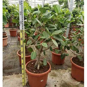 Ficus benghalensis 'audrey' 35 l 100-120 cm