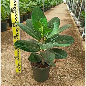 Ficus benghalensis 'audrey' 65 l 225-250 cm