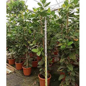 Ficus benghalensis 'audrey' 65 l 225-250 cm
