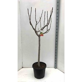 Ficus caricafiguier 20 l 160-180 cm