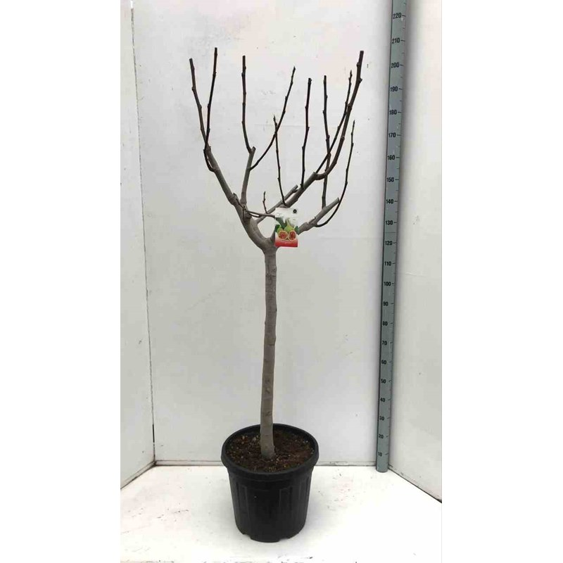 Ficus caricafiguier 20 l 160-180 cm