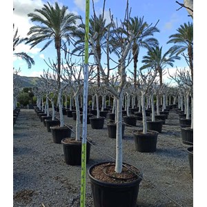 Ficus caricafiguier 20 l 160-180 cm