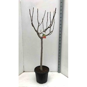 Ficus caricafiguier 35 l 200-220 cm