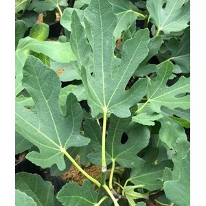Ficus caricafiguier 35 l 200-220 cm