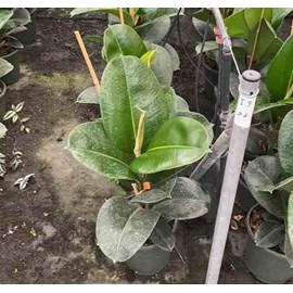 Ficus elastica ''caoutchouc 35 l 150-175 cm