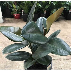 Ficus elastica ''caoutchouc 35 l 150-175 cm