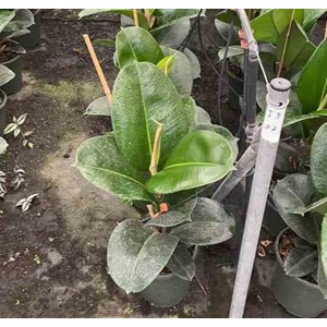 Ficus elastica ''caoutchouc 65 l 180-200 cm