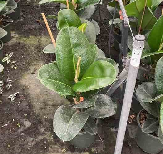 Ficus elastica ''caoutchouc 65 l 180-200 cm
