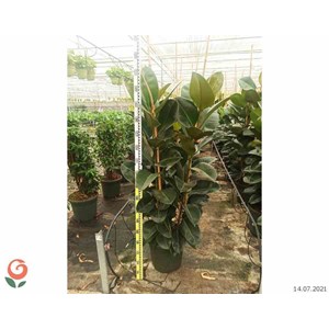 Ficus elastica ''caoutchouc 65 l 180-200 cm