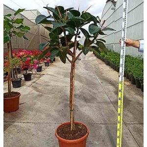 Ficus elastica ''caoutchouc 65 l 180-200 cm