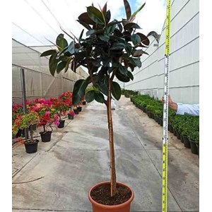 Ficus elastica ''caoutchouc 65 l 180-200 cm