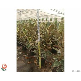Ficus elastica 'tineke' 25 l 150-175 cm