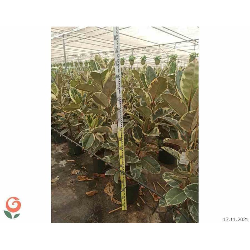 Ficus elastica 'tineke' 25 l 150-175 cm
