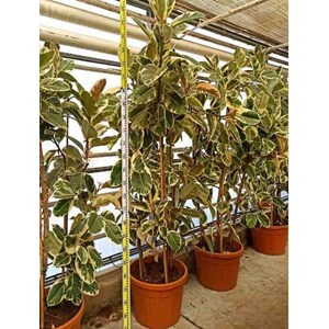 Ficus elastica 'tineke' 25 l 150-175 cm