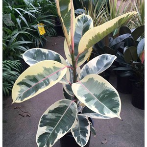 Ficus elastica 'tineke' 25 l 150-175 cm