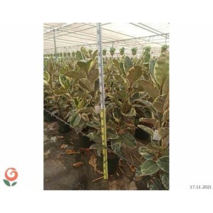Ficus elastica 'tineke' 65 l 180-200 cm