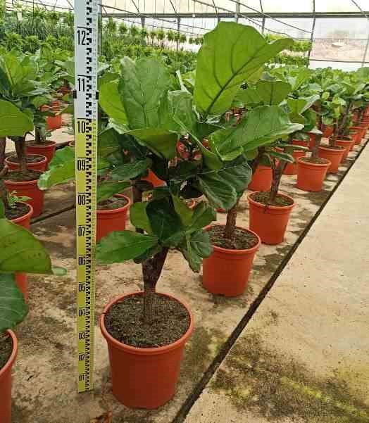 Ficus lyrata ficus lyre 50 l 150-175 cm