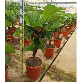 Ficus lyrata ficus lyre 65 l 130-150 cm