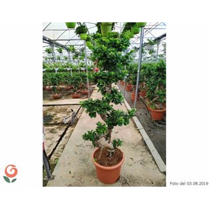 Ficus microcarpa 'compacta' 25 l- 125-150 cm