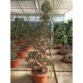 Ficus microcarpa 'compacta' 65 l 180-200 cm