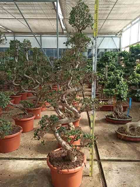 Ficus microcarpa 'compacta' 65 l 180-200 cm