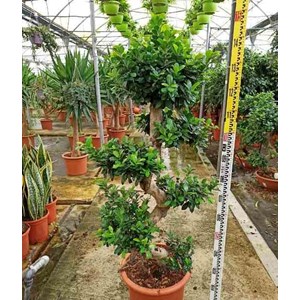 Ficus microcarpa 'compacta' 65 l 180-200 cm