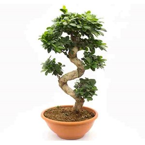 Ficus microcarpa 'compacta' 65 l 180-200 cm