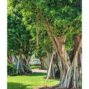 Ficus microcarpa 'compacta' 65 l 180-200 cm
