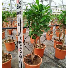 Ficus microcarpa 'moclame' 8 l 180-200 cm