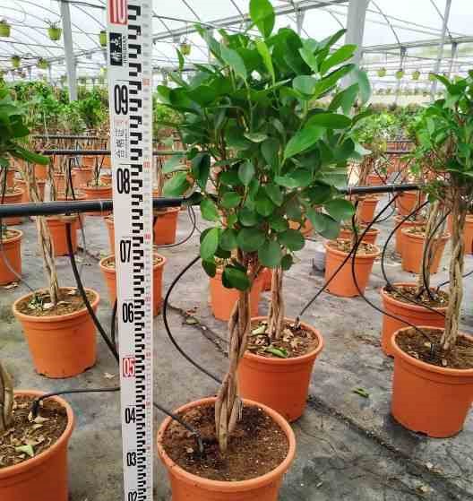 Ficus microcarpa 'moclame' 8 l 180-200 cm