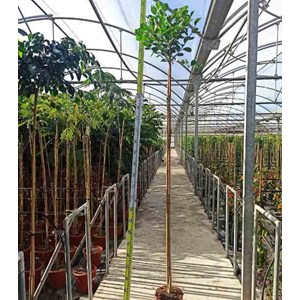 Ficus microcarpa 'moclame' 8 l 180-200 cm