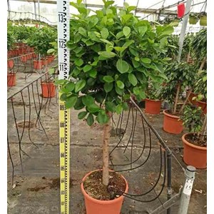 Ficus microcarpa 'moclame' 8 l 180-200 cm