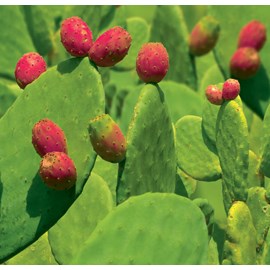 Figuier de barbarie 3 l 30-40 cm