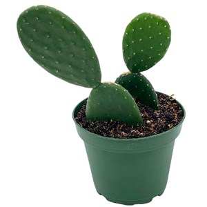 Figuier de barbarie 3 l 30-40 cm