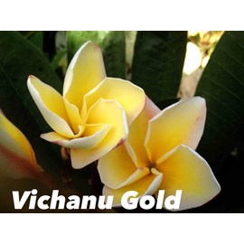 Frangipanier &nbsp;vichanu gold&nbsp; 2 l 20-30 cm