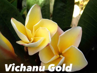 Frangipanier &nbsp;vichanu gold&nbsp; 2 l 20-30 cm