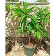 Frangipanier blanc à coeur jaune 40 l 130-150 cm