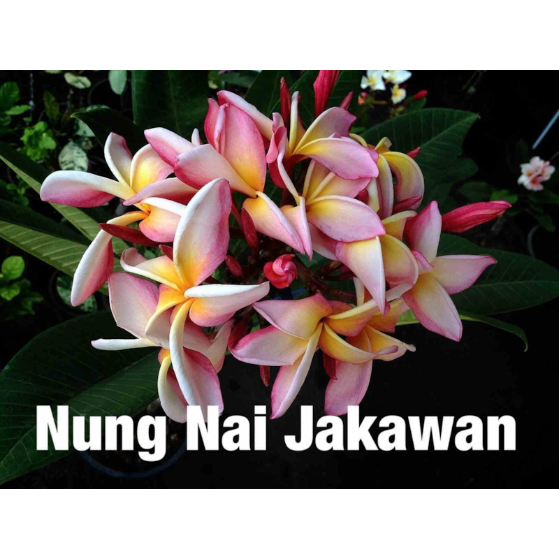 Frangipanier nung nai jakawa 2 l 20-30 cm