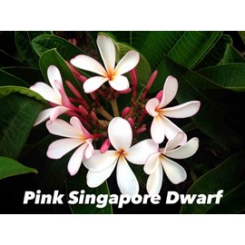 Frangipanier pink singapore dwarf 2 l 20-30