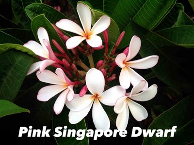 Frangipanier pink singapore dwarf 2 l 20-30