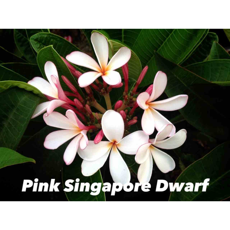 Jardin Tropic - Frangipanier pink singapore dwarf 2 l 20-30
