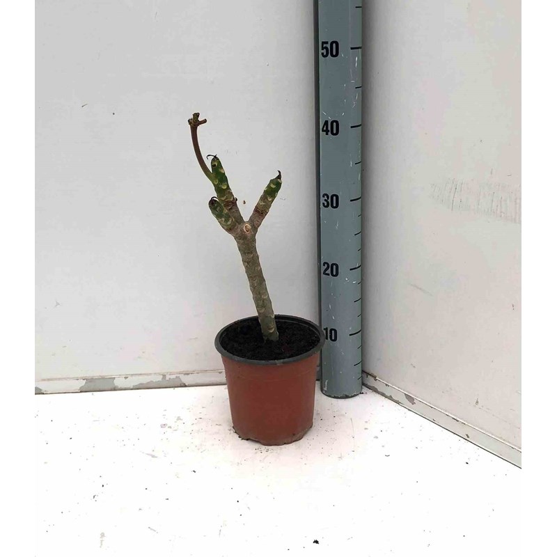 Jardin Tropic - Frangipanier rose 2 l 10-30 cm