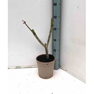 Frangipanier rose 2 l 10-30 cm