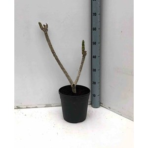 Frangipanier rose 2 l 10-30 cm